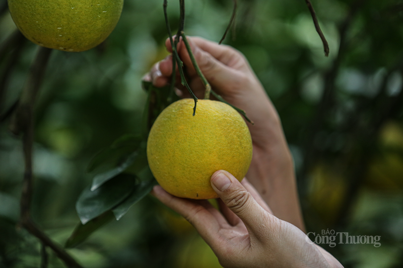 Cam giòn Đồng Lộc nổi tiếng với hương vị đặc trưng: vỏ mỏng, tép cam mọng nước, có vị ngọt thanh, xen lẫn chút chua nhẹ, đặc biệt là độ giòn tự nhiên khi ăn. Đây là yếu tố giúp loại cam này luôn được thị trường ưa chuộng.