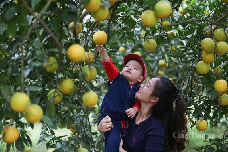 Chị Lê Thị Cẩm Tú (người tiêu dùng đến từ phường Thành Sen, tỉnh Hà Tĩnh), một khách hàng thường xuyên mua cam tại vườn, nhận xét: "Cam ở đây rất ngọt, thơm và ăn rất giòn. Tôi thường mua khoảng chục ký để gia vừa đình ăn, vừa làm quà biếu cho bạn bè, ai cũng khen ngon”.