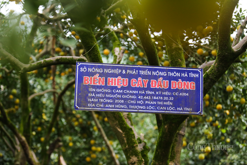 Nhiều năm qua, người dân Đồng Lộc đã áp dụng các tiêu chuẩn canh tác nghiêm ngặt, hướng tới sản xuất theo tiêu chuẩn VietGAP để nâng cao chất lượng, đảm bảo an toàn vệ sinh thực phẩm cho sản phẩm.