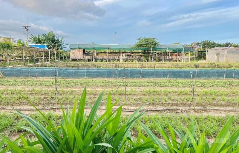 Bà con nông dân, HTX xuống giống các loại rau ngắn ngày để khôi phục nguồn cung.