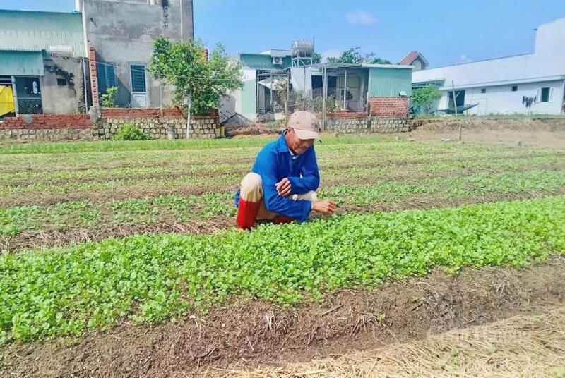 Nông dân HTX Nông nghiệp Phước Hiệp tăng tốc sản xuất rau vụ Tết.