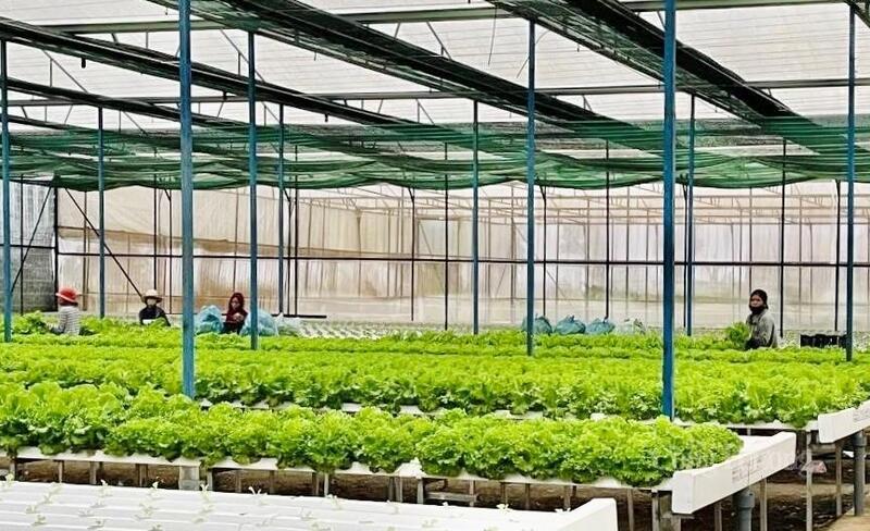 Rau trồng trong nhà kính cũng được gieo trồng để đáp ứng nhu cầu tiêu dùng lớn của người dân.