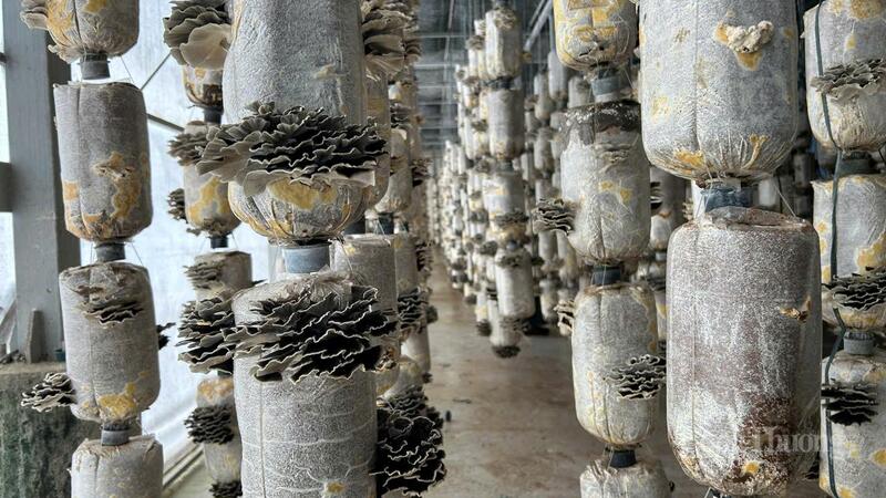 Sản phẩm nấm của doanh nghiệp ở Đắk Lắk không đủ cung ứng cho thị trường. Ảnh: Vũ Long
