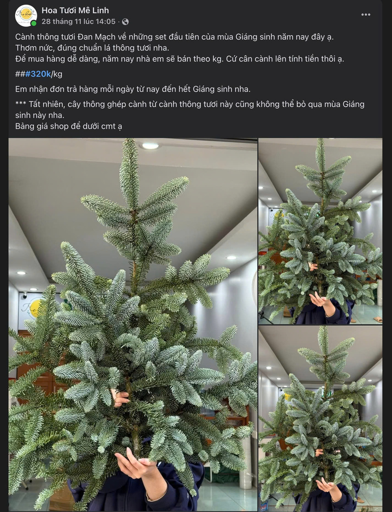 Cành thông tươi được đăng bán trên các hội, nhóm trên mạng xã hội. Ảnh chụp màn hình