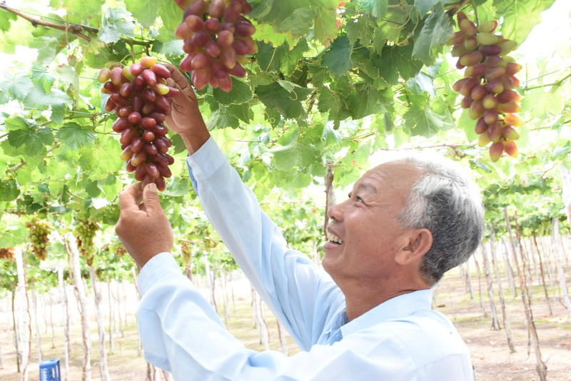 Du khách ngày càng ưa chuộng trải nghiệm tại vườn nho Thái An, Ba Mọi, trang trại măng tây, nha đam Xuân Hải…