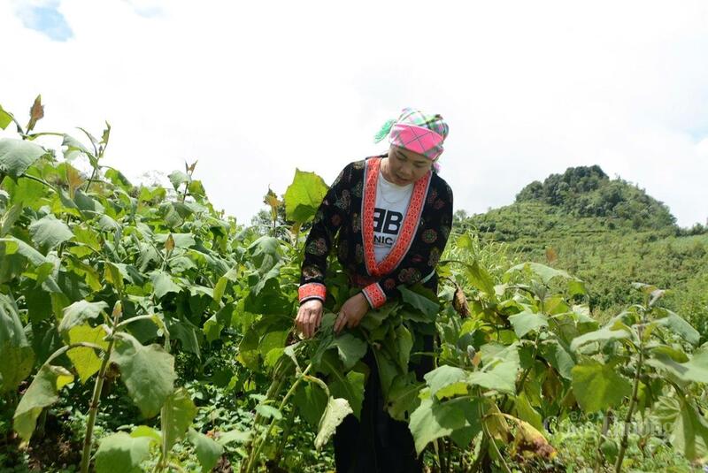Xã Sìn Hồ – vùng đất khí hậu lạnh quanh năm, giàu tiềm năng phát triển cây dược liệu