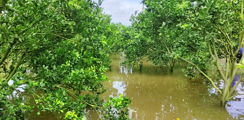 Nhiều vườn cây ăn trái ở ĐBSCL bị ngập sâu kéo dài trong mùa lũ 2025, khiến hệ rễ suy yếu và cây đứng trước nguy cơ chết sinh lý. Ảnh: Hồ Huy.