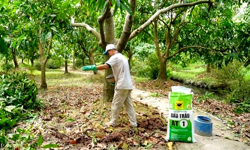 Nông dân bón bổ sung sản phẩm Đầu Trâu AT1 Bình Điền khuyến nghị sử dụng sản, sản phẩm được thiết kế với tỷ lệ NPK và trung vi lượng cân đối, phù hợp cho giai đoạn phục hồi sinh dưỡng, giúp cây bung đọt đồng loạt và tái tạo bộ tán lá khỏe mạnh sau khi nước rút. Ảnh: Hồ Huy.