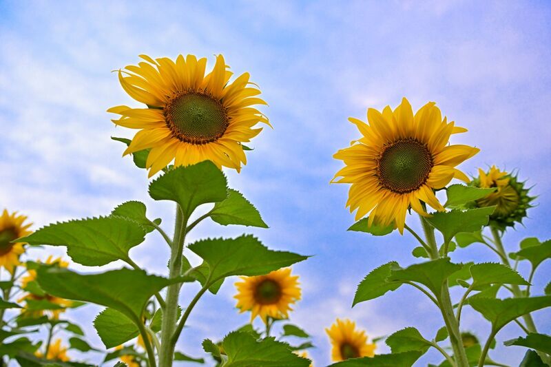 Đồi hoa hướng dương của TH true MILK nở rộ: Tham quan tự do từ ngày 16/12 - 9