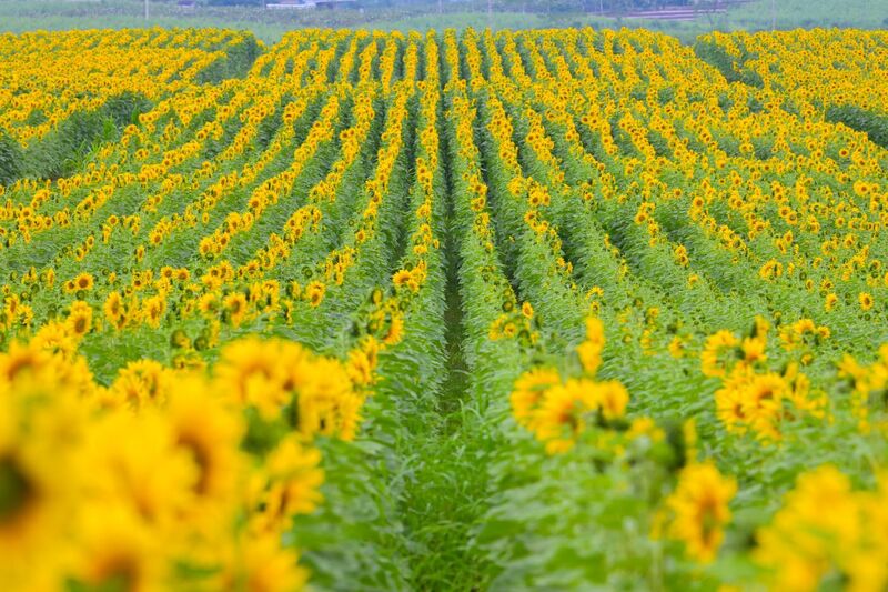 Đồi hoa hướng dương của TH true MILK nở rộ: Tham quan tự do từ ngày 16/12 - 1