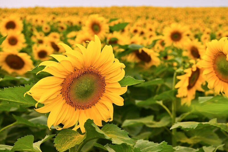 Đồi hoa hướng dương của TH true MILK nở rộ: Tham quan tự do từ ngày 16/12 - 2