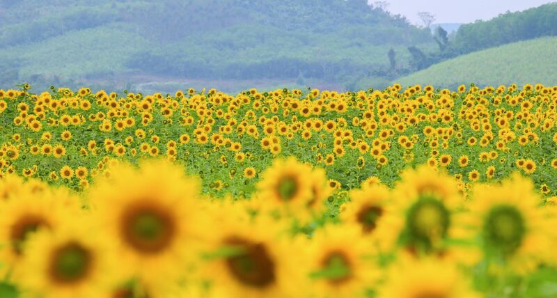 Đồi hoa hướng dương của TH true MILK nở rộ: Tham quan tự do từ ngày 16/12 - 3