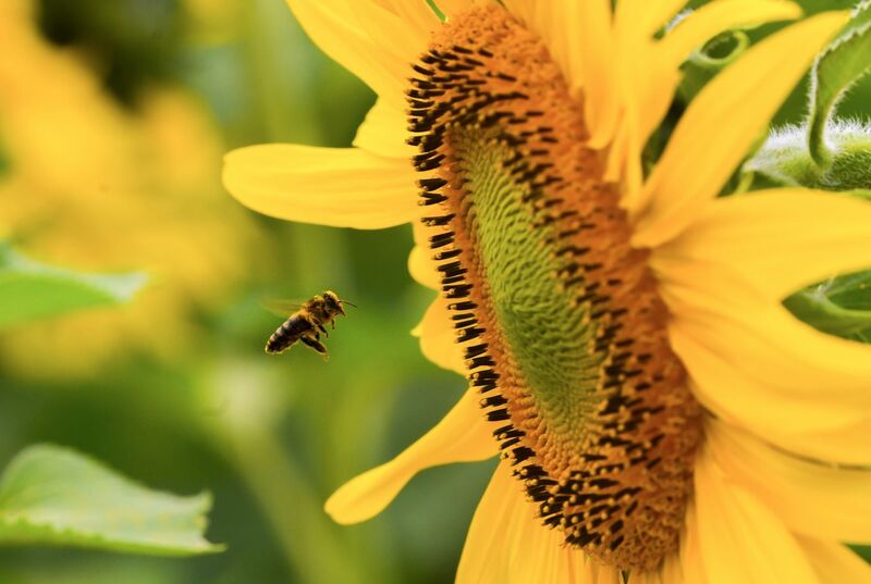 Đồi hoa hướng dương của TH true MILK nở rộ: Tham quan tự do từ ngày 16/12 - 4