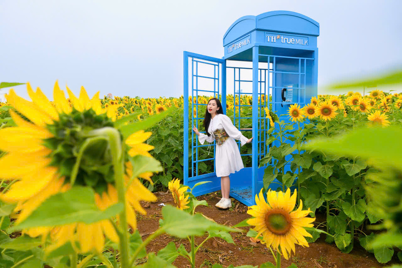 Đồi hoa hướng dương của TH true MILK nở rộ: Tham quan tự do từ ngày 16/12 - 5