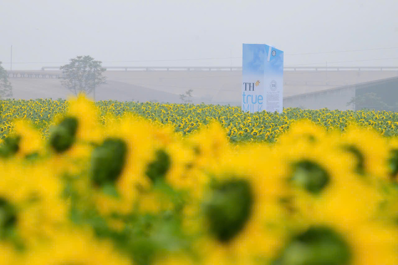 Hơn 10 điểm check-in duyên dáng trên cánh đồng hoa sẽ giúp khách tham quan có thêm những bức ảnh đẹp nhất