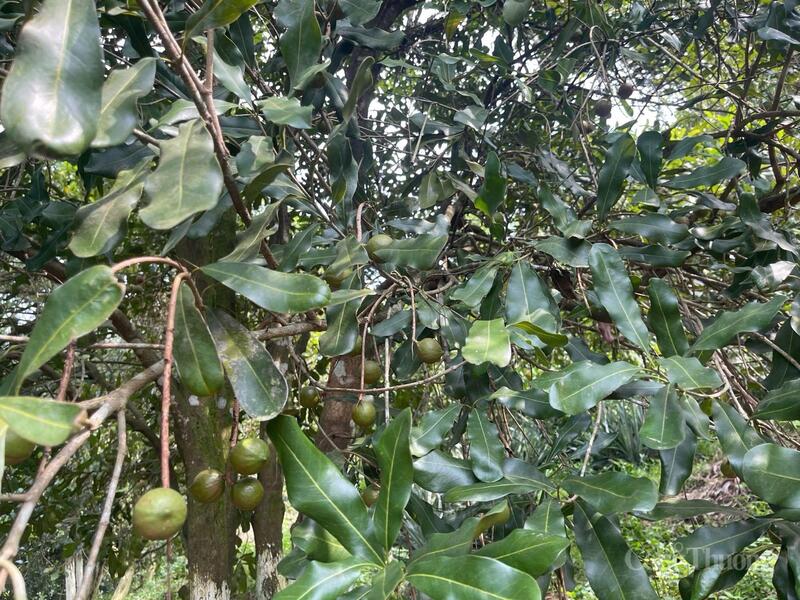 Hạt mắc ca trĩu mọng trên vùng đồi xanh Lạng Sơn. Ảnh: Ngọc Hoa