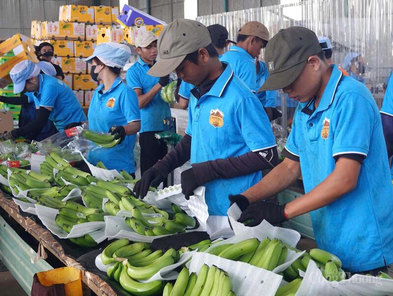 Các vùng chuối già Nam Mỹ được phát triển tại khu vực Chư Sê, Ia Băng, Kon Gang, Bàu Cạn, Lơ Pang… đã nhanh chóng trở thành vùng nguyên liệu xuất khẩu quan trọng.