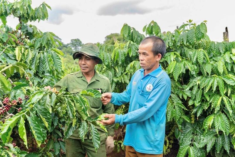 Việc chủ động quản lý và chứng nhận xuất xứ ngay tại địa phương sẽ giúp doanh nghiệp Gia Lai thích ứng tốt hơn, giảm thiểu rủi ro khi tiếp cận các thị trường lớn.