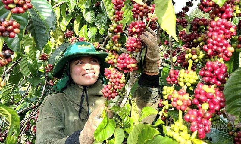 Cà phê là mặt hàng xuất khẩu chủ lực của tỉnh Gia Lai với diện tích hơn 107.000 ha, sản lượng đạt khoảng 333.000 tấn mỗi năm.