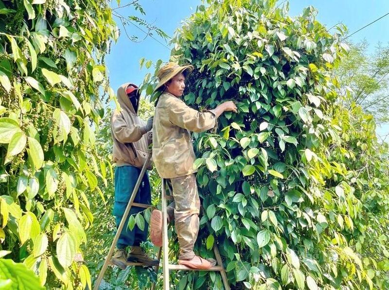 C/O không chỉ là “chìa khóa” để hàng hóa được hưởng ưu đãi thuế quan từ các hiệp định thương mại tự do, mà còn là tiêu chuẩn để nông sản Gia Lai đáp ứng được các thị trường yêu cầu khắt khe.