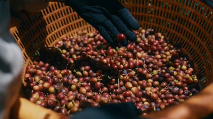 Từ nông trại đến người tiêu dùng: Hành trình của thương hiệu cà phê Việt - 1