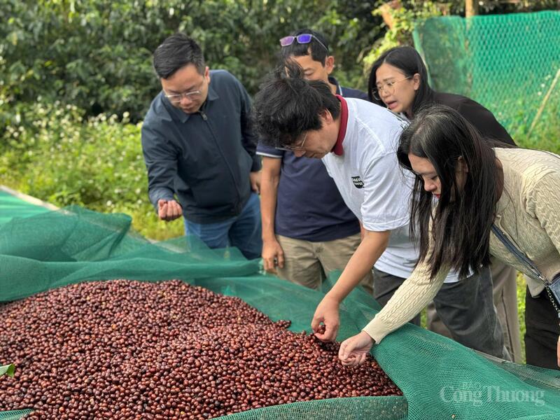 Ông Ahn Myung Kyu – Nhà sáng lập Coffee Myungga (áo trắng) tham quan mô hình cà phê đặc sản tại Đắk Lắk. Ảnh: Vũ Long