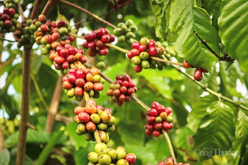 Gia Lai là một trong những vùng sản xuất cà phê trọng điểm của cả nước, với hơn 107.400 ha cà phê. Ảnh: Hiền Mai