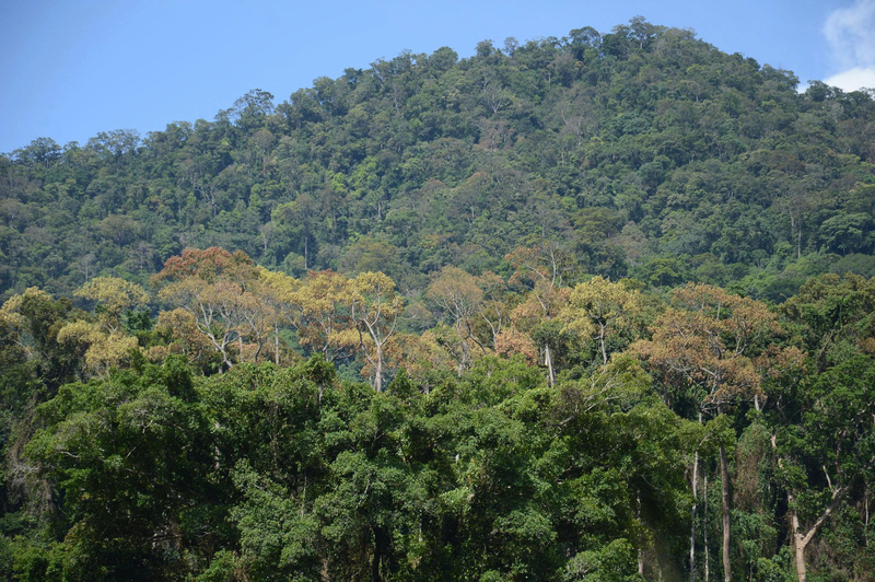 Với độ che phủ rừng lớn, mỗi năm, hệ sinh thái rừng của tỉnh Quảng Ngãi có khả năng hấp thụ khoảng 2 triệu tấn carbon. Ảnh: Nguyễn Dương