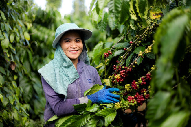 Được triển khai tại Việt Nam từ 2011, chương trình NCP đã giúp cải thiện sinh kế cho người nông dân, tạo tác động tích cực đối với môi trường.