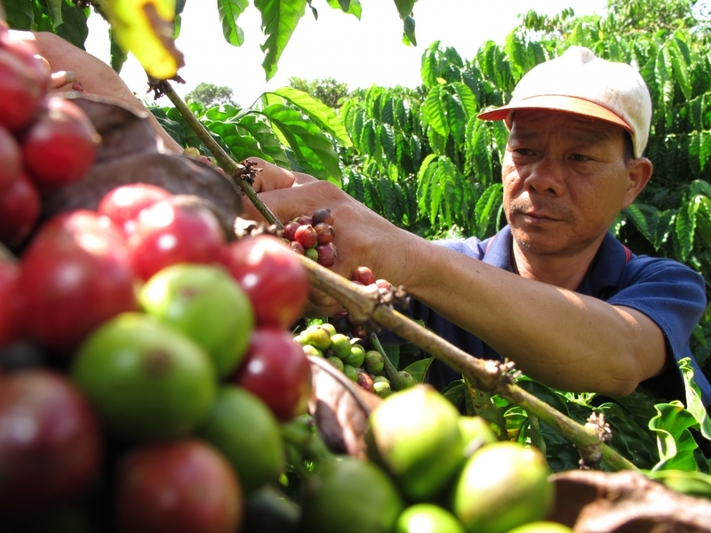 11 tháng năm 2025, kim ngạch xuất khẩu cà phê sử dụng C/O đạt khoảng 4,5 tỷ USD (Ảnh: TTXVN)