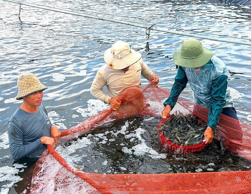 Việc triển khai phân cấp cấp C/O, công tác hỗ trợ doanh nghiệp xuất khẩu thủy sản, đặc biệt là ngành tôm của Cà Mau được thuận lợi hơn. Ảnh: Trúc Đào