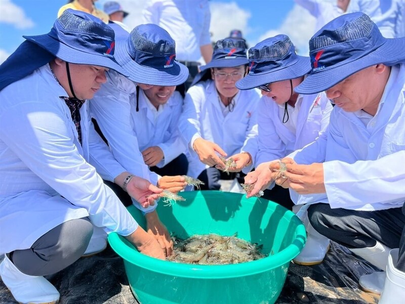 Năm 2025, kim ngạch xuất khẩu thủy sản Cà Mau đạt 2,5 tỷ USD, tiếp tục dẫn đầu cả nước. Ảnh: Trọng Linh.