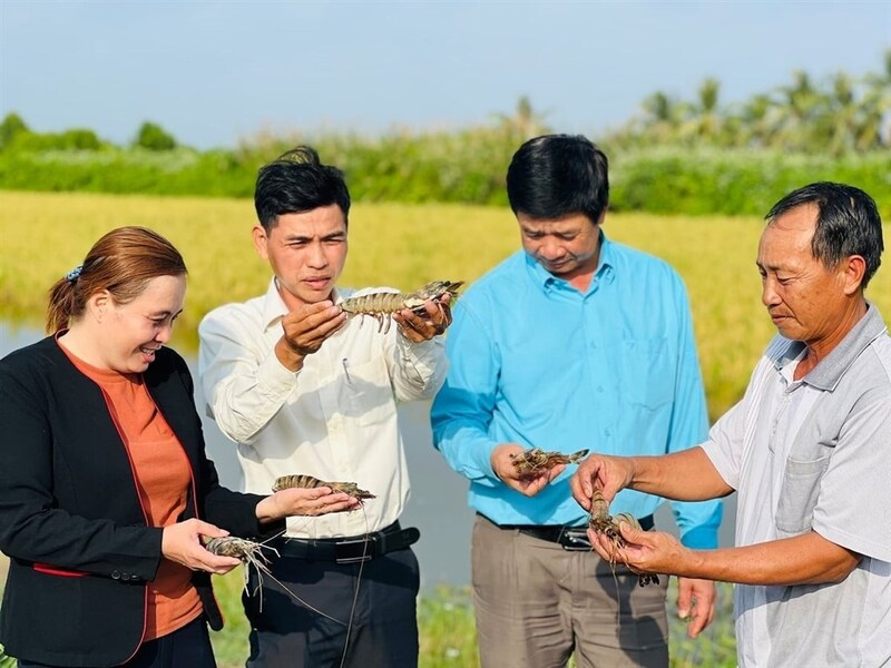 Tôm được xác định là ngành hàng chủ lực, giữ vai trò quan trọng trong cơ cấu kinh tế của tỉnh Cà Mau. Ảnh: Trọng Linh