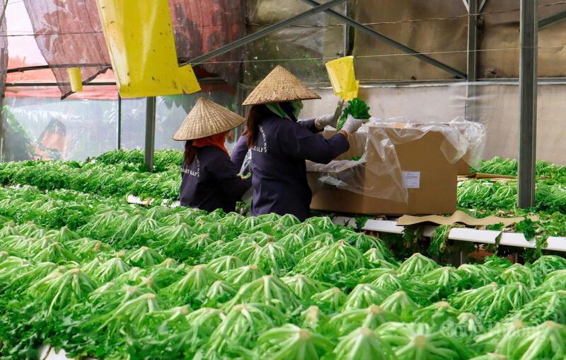 DaLatGap DN tiên phong truy xuất nguồn gốc. Ảnh: Diễm Thương