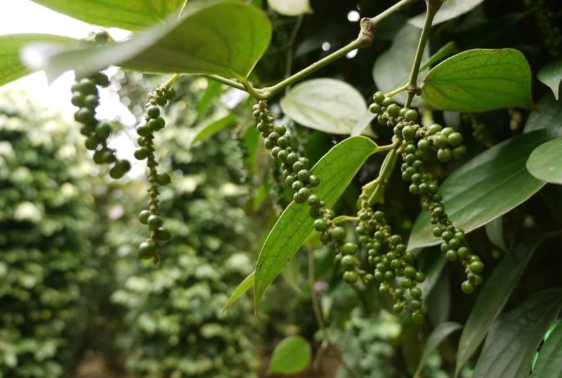 Theo Chủ tịch Hiệp hội Hồ tiêu và Cây gia vị Việt Nam, tâm lý e ngại rủi ro pháp lý khi làm C/O đang khá phổ biến, đặc biệt với doanh nghiệp vừa và nhỏ.