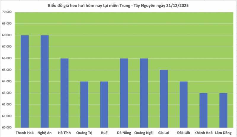 Giá heo hơi hôm nay 21/12/2025: Neo đỉnh 69.000 đồng/kg - 2