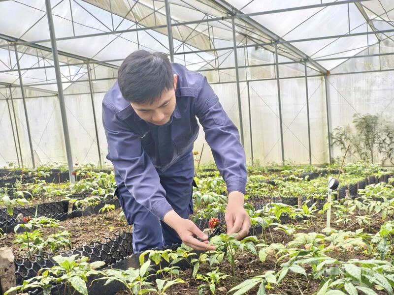 Vùng trồng sâm ở Bum Nưa mở ra hướng phát triển kinh tế mới dưới tán rừng, gắn bảo tồn tài nguyên với nâng cao thu nhập cho người dân.