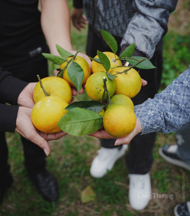 Đa dạng hóa kênh tiêu thụ cho cam Hà Tĩnh - 3