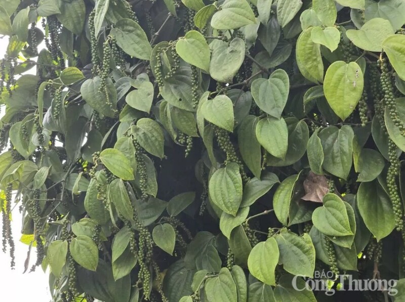 Giá hồ tiêu ở mức cao nên kim ngạch xuất khẩu thu về đạt kỷ lục mới 1,58 tỷ USD, tăng tới 24,9% so với cùng kỳ.