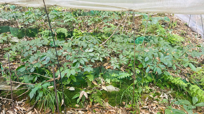 Trồng sâm Ngọc Linh vừa mang lại hiệu quả kinh tế cao vừa góp phần giữ rừng. Ảnh: Nguyễn Dương