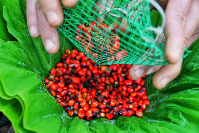 Hạt sâm Ngọc Linh được mệnh danh là "hạt ngọc" của rừng. Ảnh: Nguyễn Dương