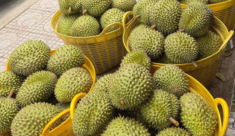 Sầu riêng tiếp tục giữ vai trò “ngôi sao” trong xuất khẩu rau quả. Ảnh: baochinhphu.vn