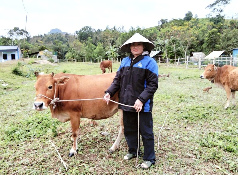 Chị Lô Thị Ngân phấn khởi chờ đón nhưng lứa bò đầu tiên. Ảnh: Mai Liễu