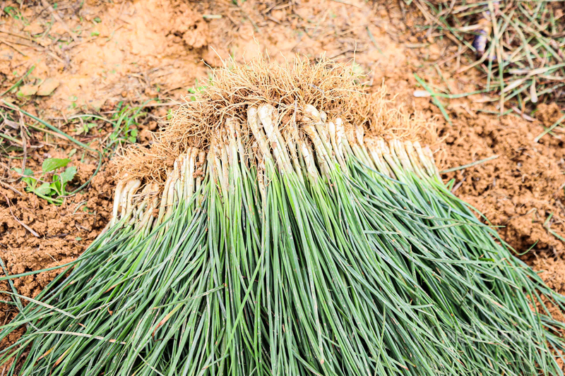 “Năm nay gia đình tôi trồng gần 3 sào kiệu.Hiện tại, giá kiệu tươi bán tại ruộng dao động từ 20.000 - 25.000 đồng/kg, giá bán lẻ tại chợ có thể lên 27.000 - 30.000 đồng/kg. Cao hơn năm ngoái khoảng 2.000 – 3.000 đồng/kg. Với mức giá này, nông dân chúng tôi yên tâm đón Tết rồi”, ông Dũng chia sẻ.