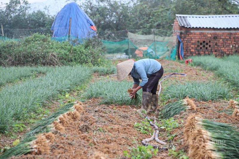 Cây kiệu Kỳ Anh có đặc điểm là thơm, giòn và vị cay nồng đặc trưng nên rất được thị trường ưa chuộng.