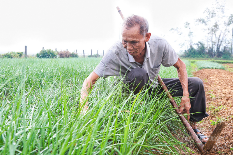 Ông Phạm Tiến Dũng (thôn Đồng Trụ Đông) chia sẻ, dù năm nay bão lũ nhiều nhưng củ kiệu phát triển đều, to và trắng đẹp. Ngay từ đầu tháng 11 âm lịch, thương lái đã bắt đầu tìm về tận ruộng để đặt hàng, khiến thị trường nông sản tại đây trở nên sôi động.