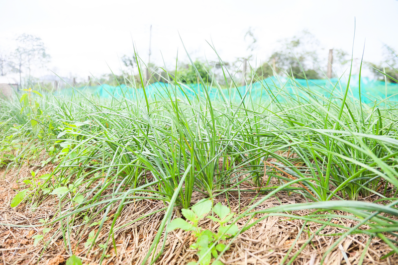 Cây kiệu không chỉ là cây xóa đói giảm nghèo mà đang dần trở thành cây làm giàu cho nhiều hộ dân tại xã Kỳ Anh.