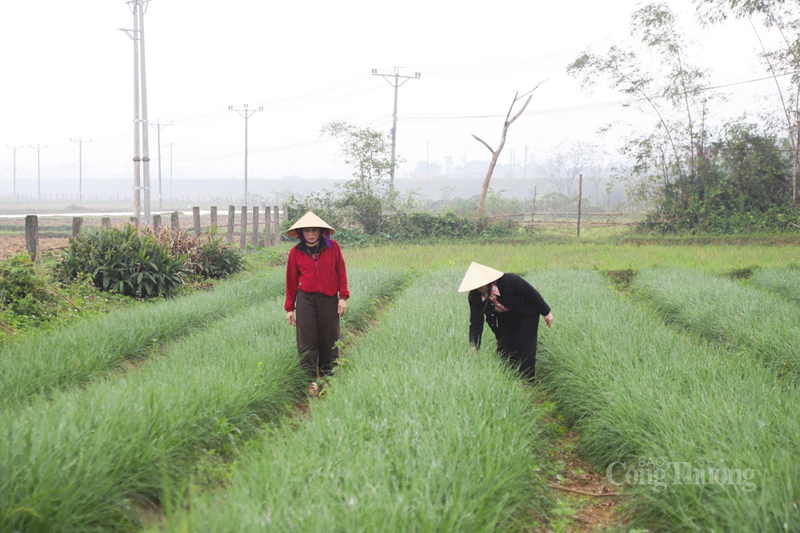 Bà Nguyễn Thị Hưởng, Chủ tịch Hội Nông dân xã Kỳ Anh cho biết, thời điểm này, kiệu được thu mua tại chân ruộng có giá từ 20.000 - 25.000 đồng/kg. Mức giá cao tạo động lực cho nông dân tăng cường sản xuất. “Chúng tôi cũng động viên bà con muối kiệu thành phẩm để bán ra thị trường, từ đó, tiếp tục khẳng định thương hiệu kiệu Kỳ Anh đến người tiêu dùng”, bà Hưởng nói thêm.