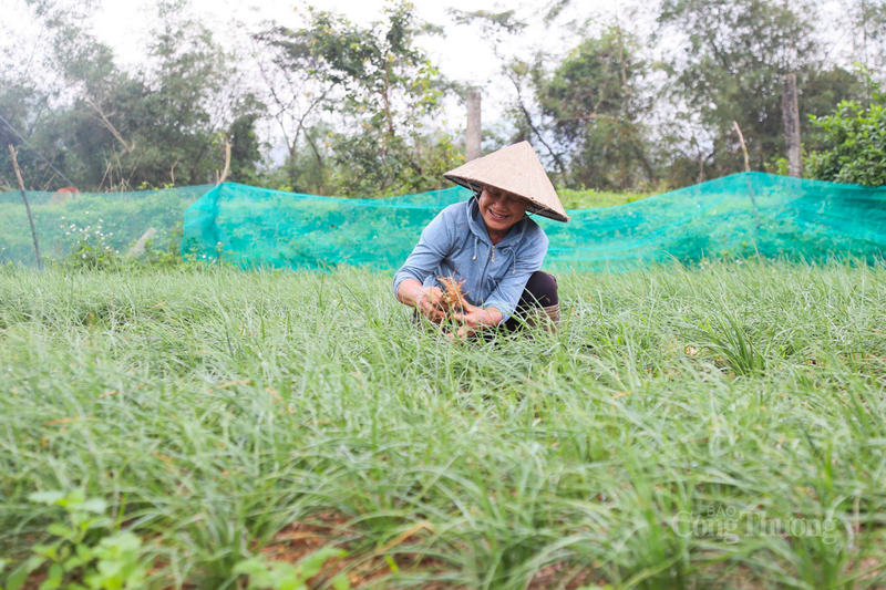 Cùng thôn, bà Nguyễn Thị Hường cũng bày tỏ phấn khởi khi năm nay kiệu vừa được mùa lại được giá. “Năm ngoái, toàn bộ diện tích 3 sào của gia đình tôi cho thu hoạch 2 tấn, năm nay dự kiến sẽ đạt sản lượng 2,5 - 2,7 tấn do kiệu cho năng suất cao. sau khi trừ các khoản chi phí, gia đình tôi có thể thu về từ 50 - 55 triệu đồng”, bà Hường chia sẻ.