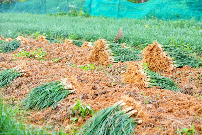 Với năng suất 7-8 tạ/sào, dự kiến, xã Kỳ Anh năm này tổng thu sản lượng đạt hơn 75 tấn.